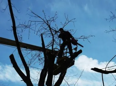 Безопасность людей и здоровье деревьев: в &quot;Киевзеленстрой&quot; объяснили необходимость обрезки крон деревьев
