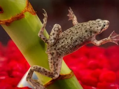 Вчені відростили жабам нові кінцівки