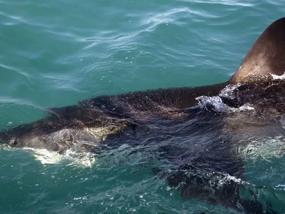 В Австралии серфер отбился от акулы, которая напала на него