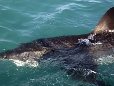 В Австралии серфер отбился от акулы, которая напала на него