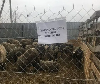 Скандал із вівцями: до розмитнення тварин приступили лише за місяць