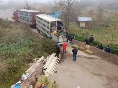 Спасенных овец доставили на екоферму под Одессой
