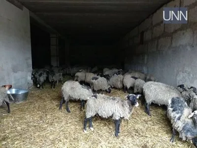 Овцы, которых морили голодом в порту, месяц будут проходить реабилитацию