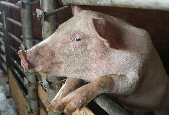 В Ассоциации свиноводов назвали оптимальным групповое страхование от АЧС