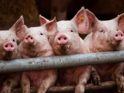 В частных хозяйствах стало меньше свиней - АСУ