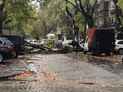 Упавшее дерево повредило около 10 автомобилей в Одессе