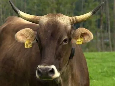 Швейцария проведет референдум о сохранении рогов коровам