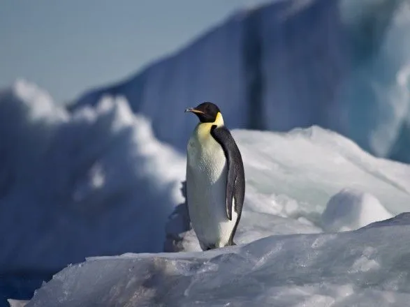 Документалісти порушили правила та врятували зграю пінгвінів
