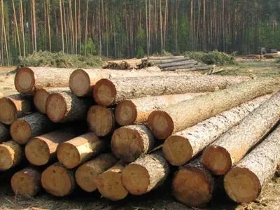 Госбюджет получил 50 млн грн от пользования лесными ресурсами