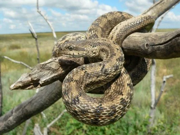 Первый змеиный заказник появился в Украине