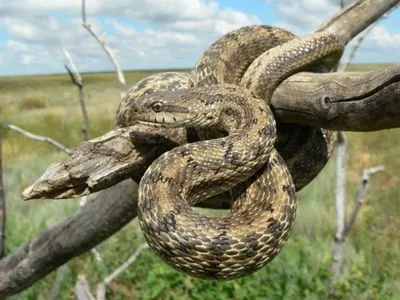 Перший зміїний заказник з'явився в Україні