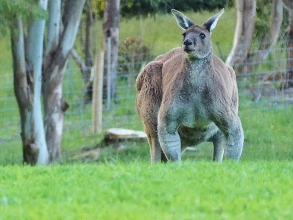 v-avstraliyi-pomer-nayvidomishiy-v-sviti-kenguru