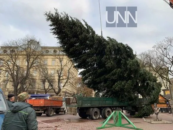 Во Львове начали устанавливать новогоднюю елку