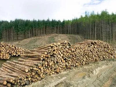 Правительство планирует ввести продажу леса только через аукционы