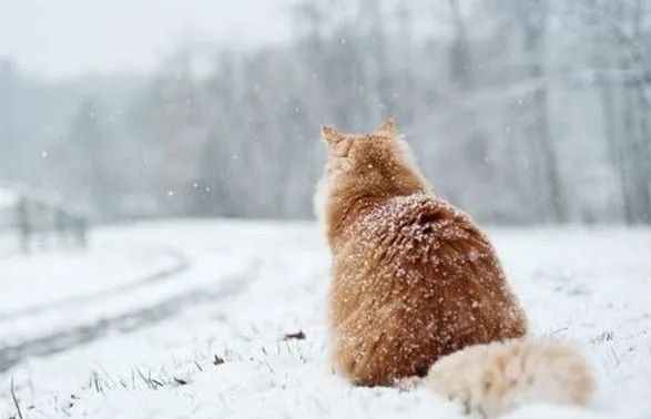 В Україні очікується невеликий сніг та ожеледиця