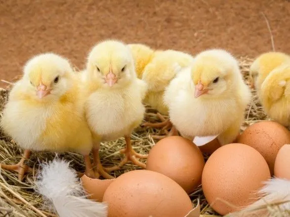 У світі зріс попит на українські курятину і яйця