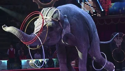 У США один штат заборонив використання диких тварин у цирку