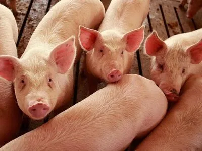 АЧС: РФ ограничила поставки кормов для животных из Китая