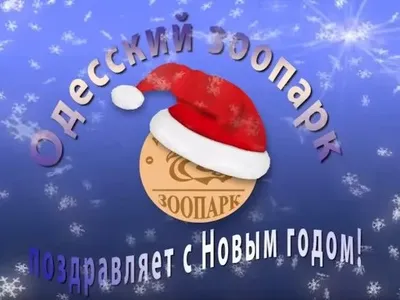 Одесский зоопарк поздравил с Новым годом шансоном и свиньей