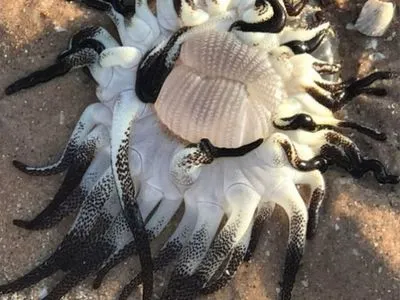 Австралійських вчених збентежила дивна морська істота з десятками "ніг"