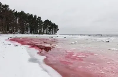 В Естонії море стало криваво-червоним