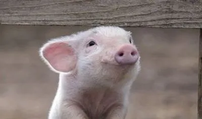 В Китаї знищили десятки мільйонів свиней через вірус АЧС
