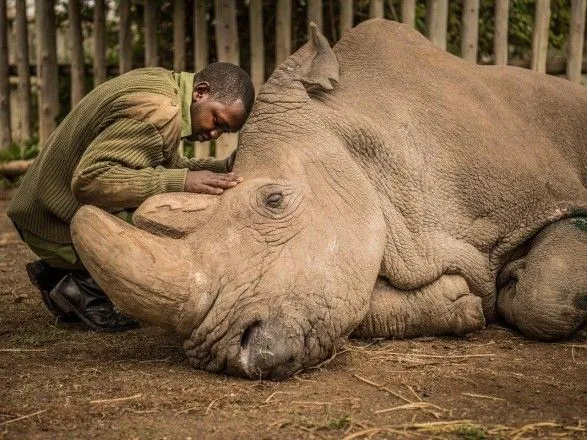 ООН відзначила передсмертну фотографію останнього самця білого носорога