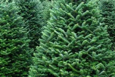 Государственные лесхозы реализовали более 330 000 новогодних елок