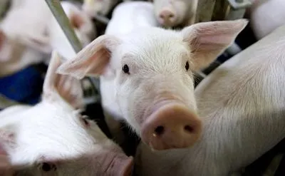Спалахи АЧС в Україні: знищено майже 32 тис. голів свиней