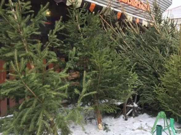 В Ровно предупредили о незаконной торговле елками