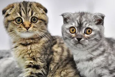 Народження першого клонованого кошеняти очікується на початку 2019 року