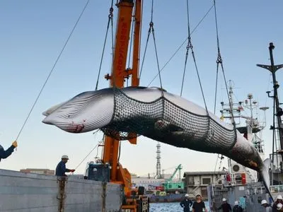 Японія анонсувала рішення про відновлення комерційного видобутку китів