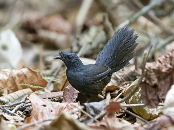 Вчені знайшли найрідкіснішого птаха у світі