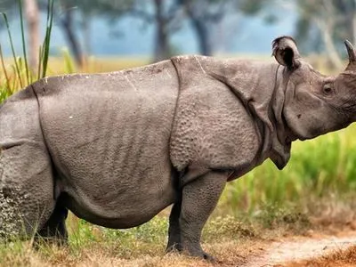 Ще одне цунамі знищить весь вид яванського носорога