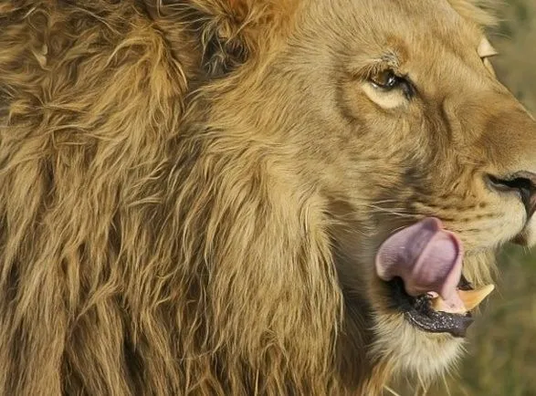 В США лев выбрался из загона и убил человека