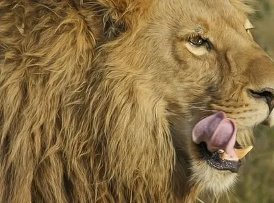 У США лев вибрався із загородження і вбив людину