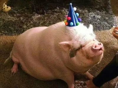 Американка влаштувала для улюбленої свині гламурну вечірку