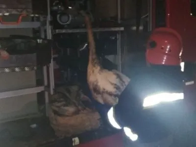 Рятувальники витягли лебедів з нафтової пастки на водоймі