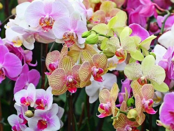 На Мадагаскаре нашли новый вид орхидеи