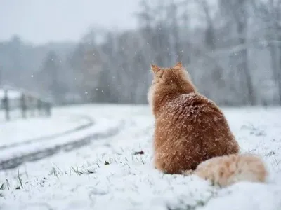 На Рождество в Украине выпадет снег и ударит мороз