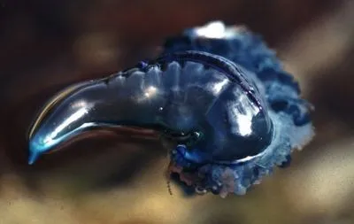 В Австралії масове нашестя медуз