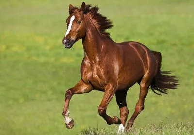 В Монголии у более сотни лошадей выявили опасную болезнь