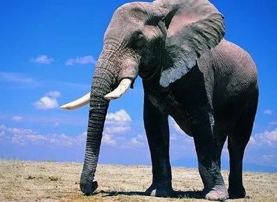 Слон вбив чоловіка, коли той намагався його загіпнотизувати