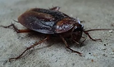 В Киеве массово распространяются тараканы