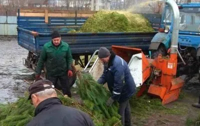 Киевляне до сих пор не начали утилизировать новогодние деревья