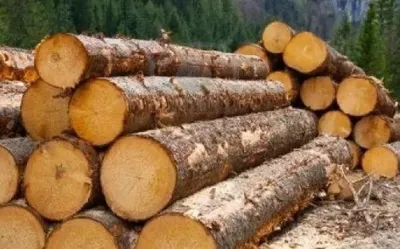 Украина перешла на новые национальные стандарты качества древесины