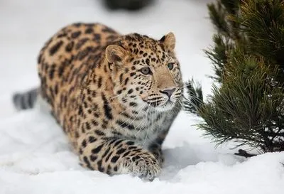 Популяцию дальневосточных леопардов спасли