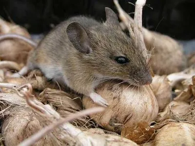Експерт повідомив про нашестя мишей у квартирах киян
