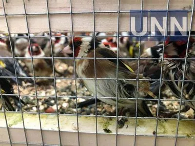 На спробі незаконного вивезення затримана партія птахів, серед них є мертві