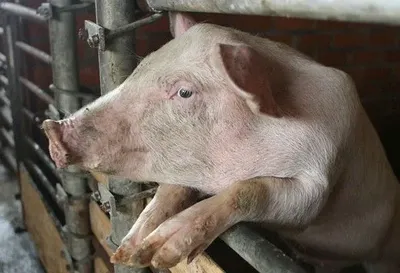 Спалах АЧС в Китаї знищив майже 1 млн голів свиней